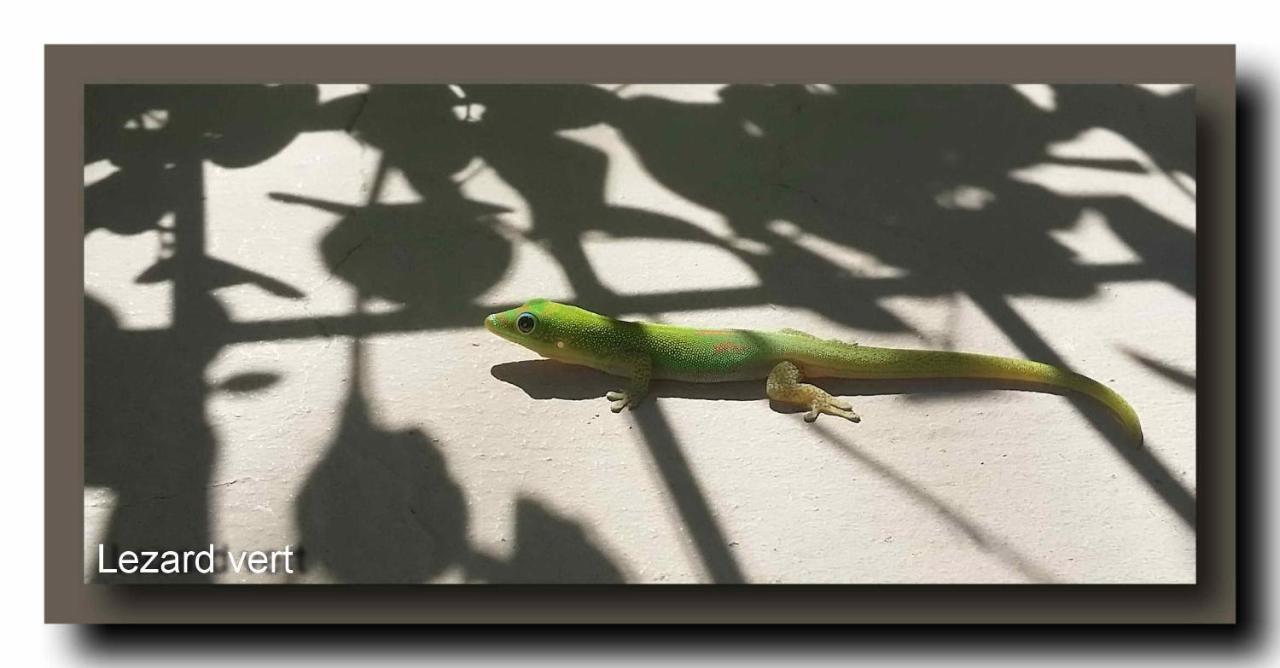 Le Gecko Vert Manapany-les Bains Exterior foto